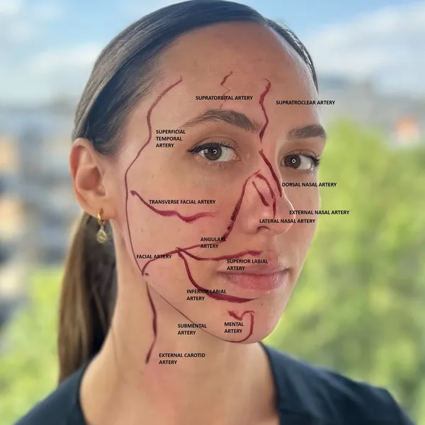 Yesterday we asked you to test your knowledge and name the facial arteries shown