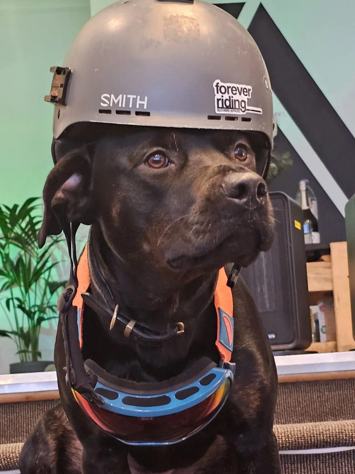 Black Labrador wearing a ski helmet and goggles at the Kaizen clinic