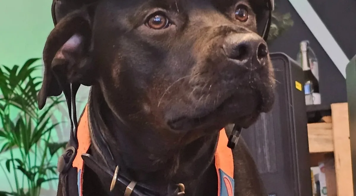 Black Labrador wearing a ski helmet and goggles at the Kaizen clinic
