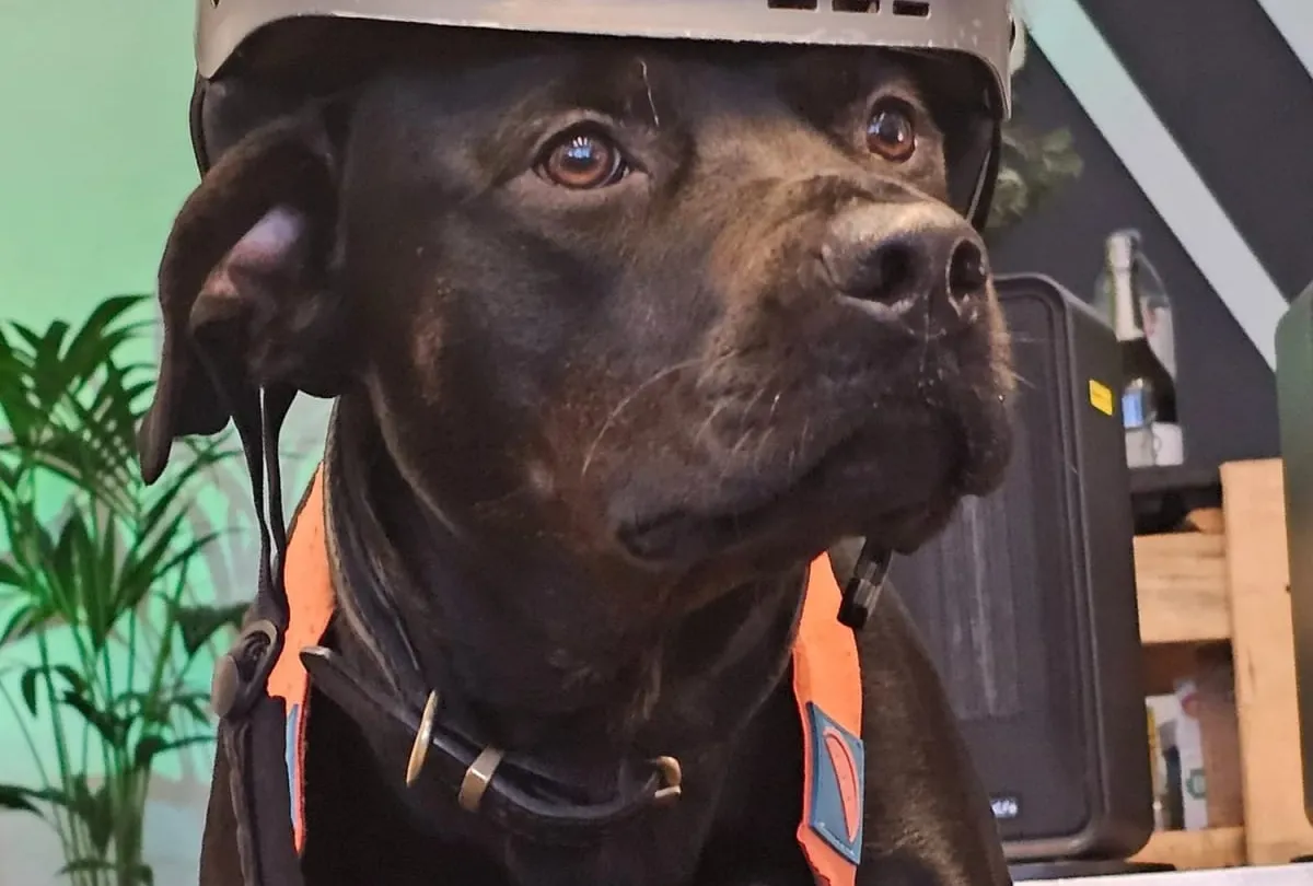 Black Labrador wearing a ski helmet and goggles at the Kaizen clinic