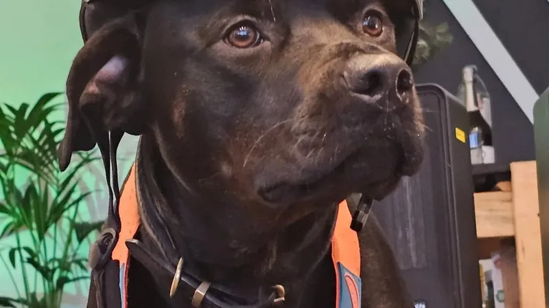 Black Labrador wearing a ski helmet and goggles at the Kaizen clinic