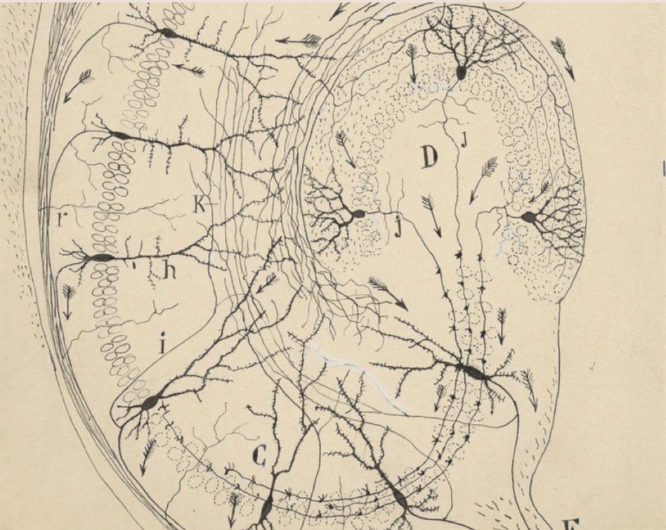 Clinician marking candidate coil positions on a patient's scalp while heart rate is monitored