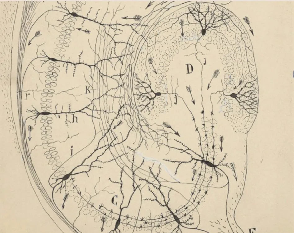 Clinician marking candidate coil positions on a patient's scalp while heart rate is monitored