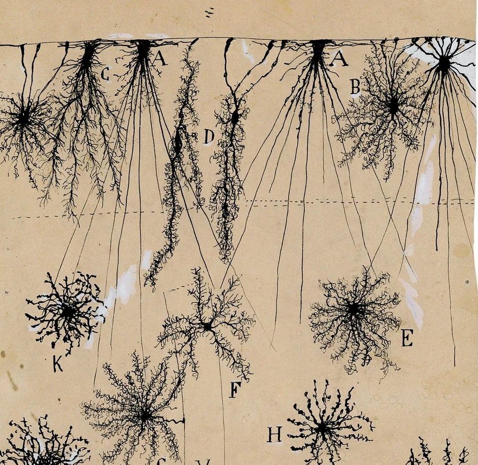 Cognitive longevity