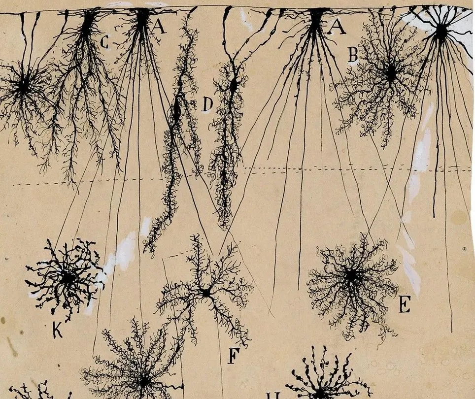 Cognitive longevity